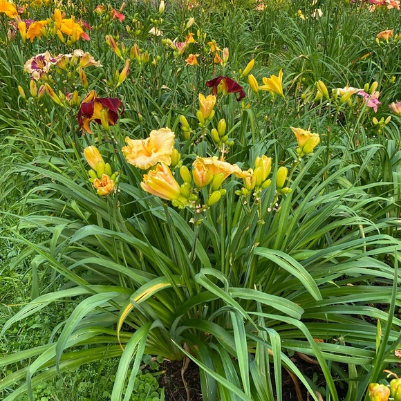 Meet your Posher, Sonya - Picture 6 of 9